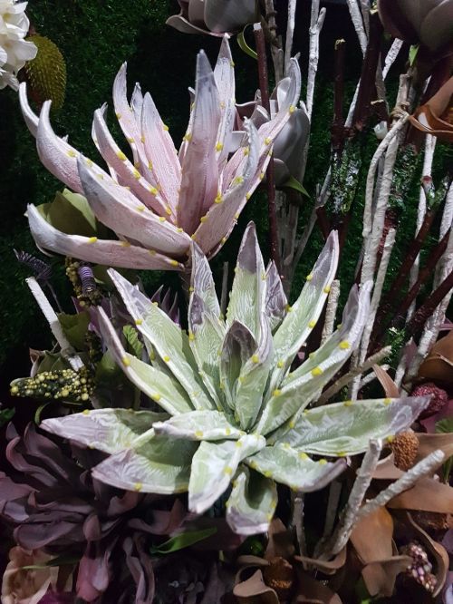 aloe vera plants green