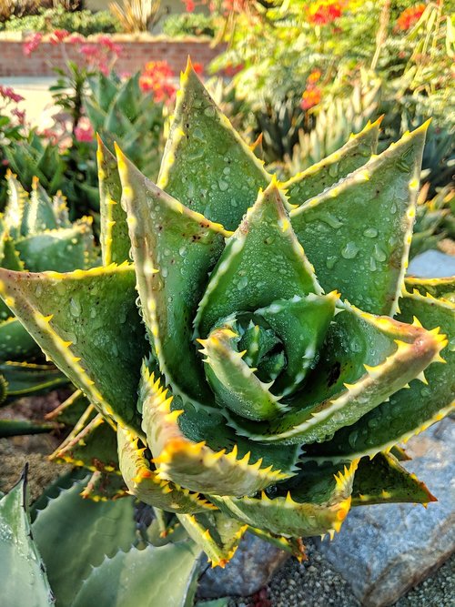 aloe vera  plant  outdoors