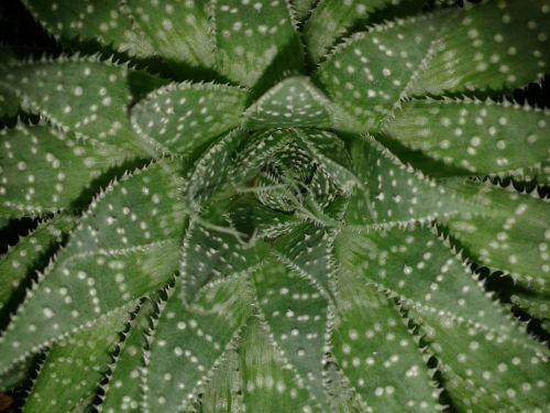 aloe vera green flower