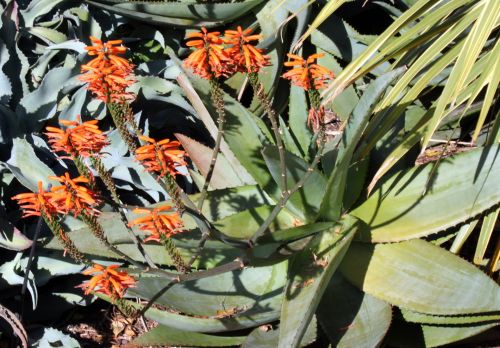 Aloe Vera Flower