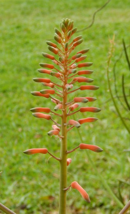 Aloe Vera Flowers