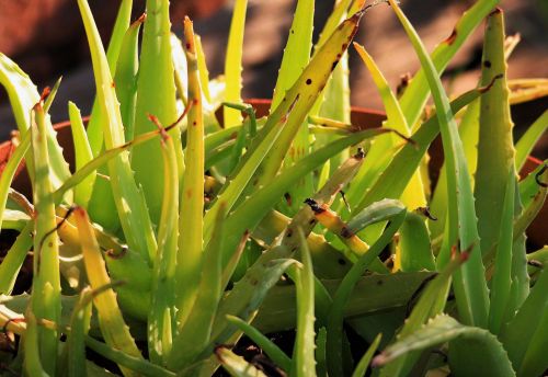 Aloe Vera In Sunlight