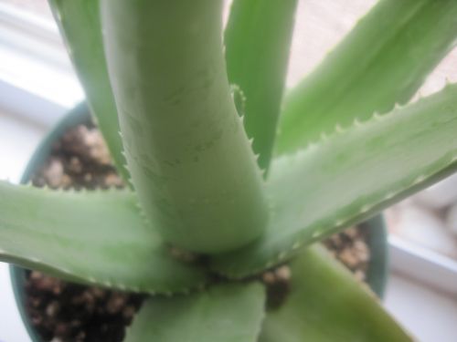 Aloe Vera Plant A2