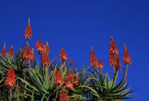 Aloes Against Blue Sky