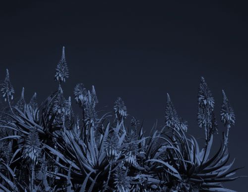 Aloes In Mono-color Blue