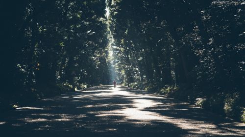 alone forest perspective