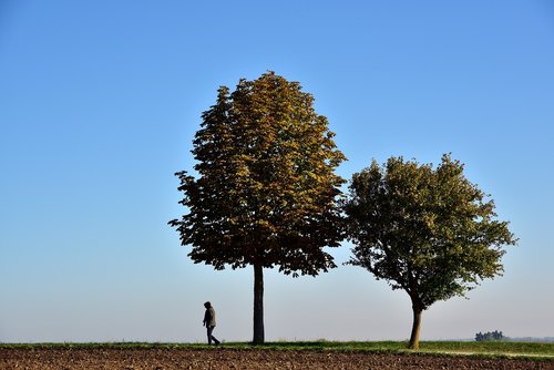 alone  walk  trees