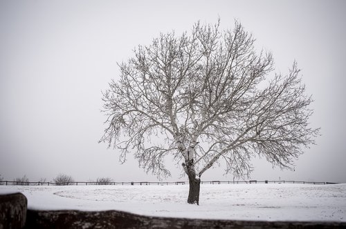 alone  tree  nature