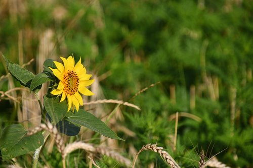 alone  sunflower  yellow