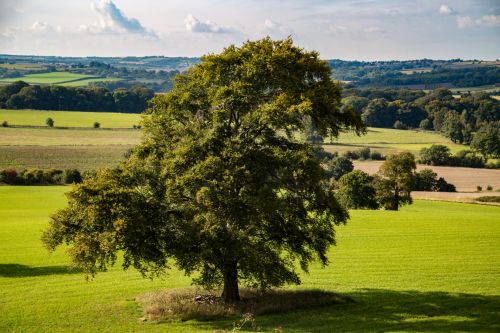 Alone Tree