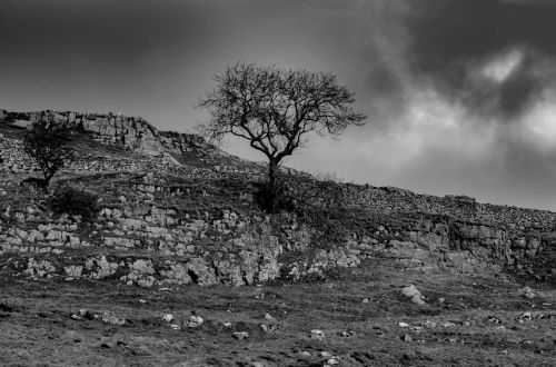 Alone Tree