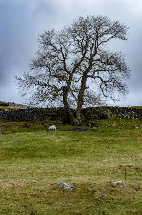 Alone Tree