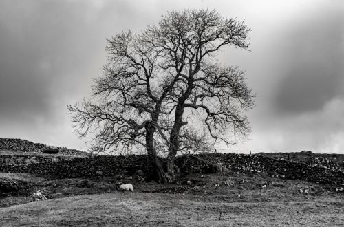 Alone Tree