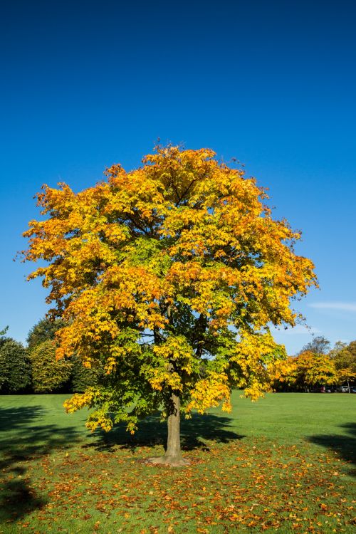 Alone Tree