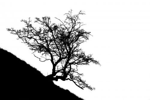 Alone Tree