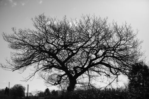 Alone Tree