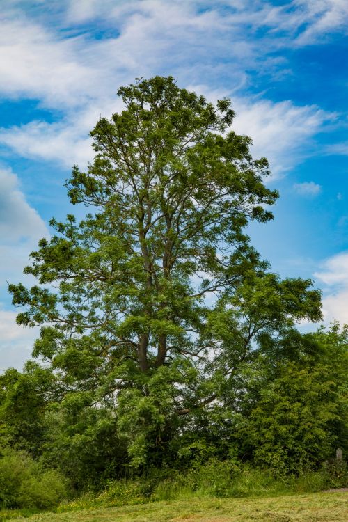 Alone Tree