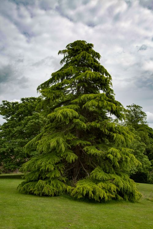 Alone Tree