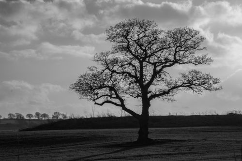 Alone Tree