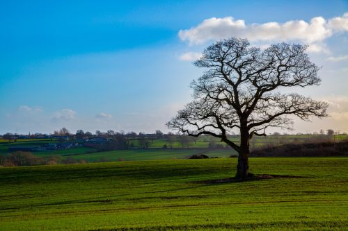 Alone Tree