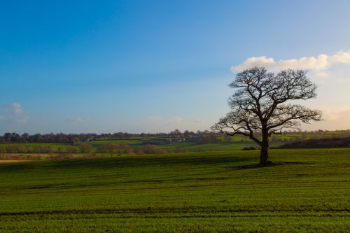 Alone Tree