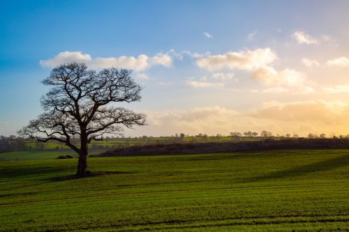 Alone Tree