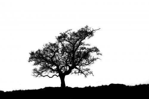 Alone Tree