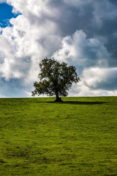 Alone Tree