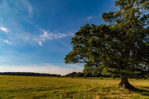 Alone Tree