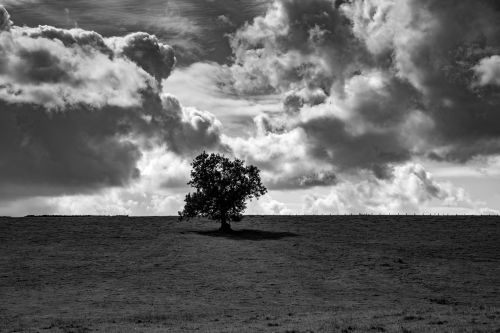 Alone Tree