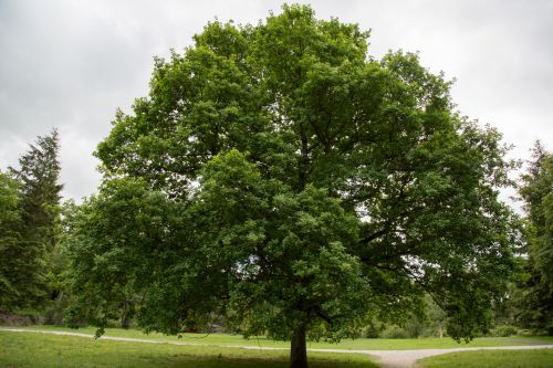 Alone Tree