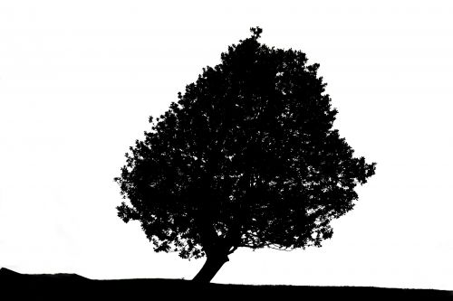 Alone Tree