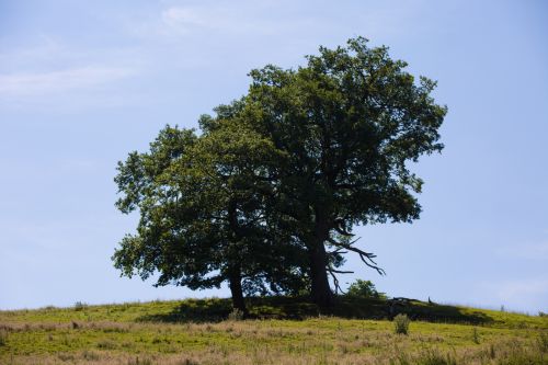 Alone Tree