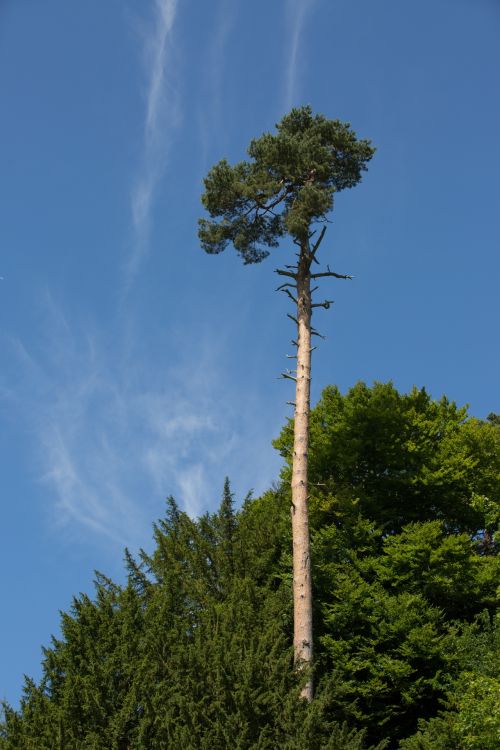 Alone Tree