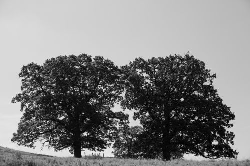 Alone Tree