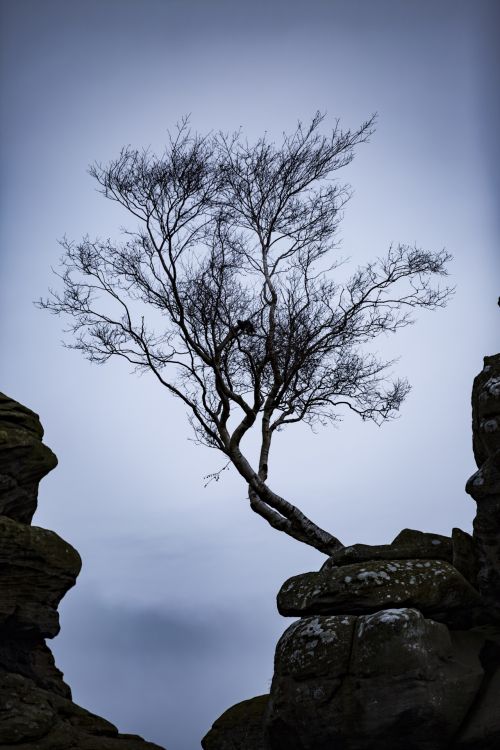 Alone Tree