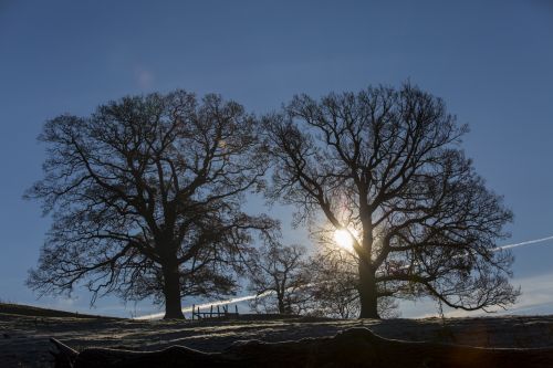 Alone Tree