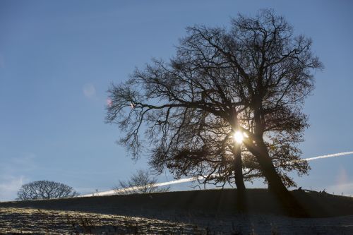 Alone Tree