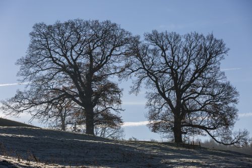 Alone Tree