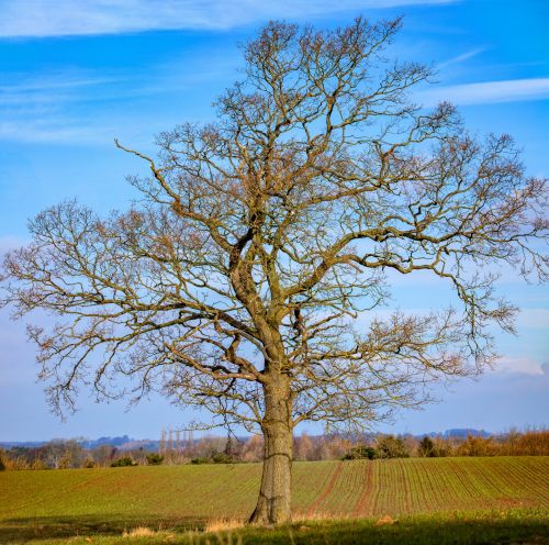 Alone Tree