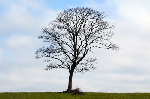 Alone Tree