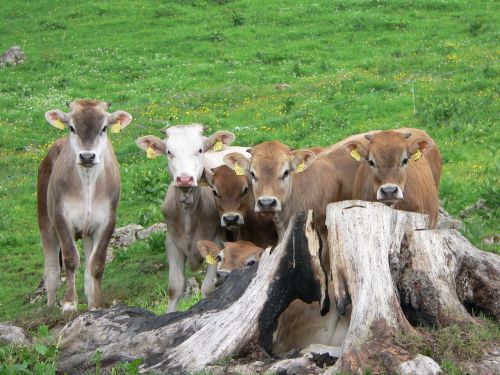 alp calves calf