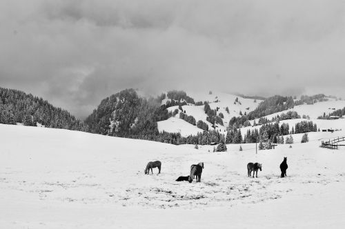 alp siusi snow horses