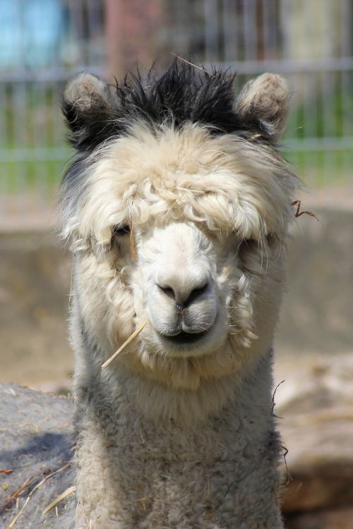 alpaca pako mammal