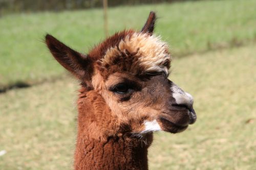 Alpaca