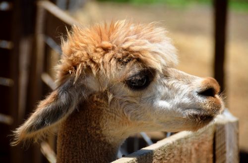 alpaca closeup animal
