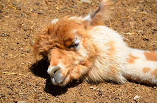 alpaca sleeping cute