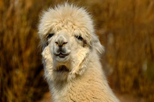 alpaca animal creature