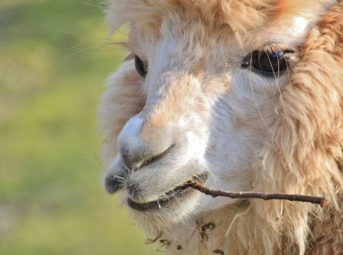 alpaca lama animal