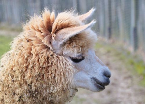 alpaca lama animal